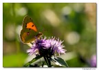 colias crocea (controluce)