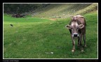 il sentiero delle Malghe .....