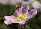 Sony Alpha100   200mm   F-10   1/800  ISO 200