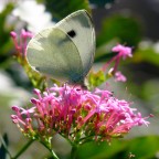 Farfalla