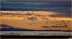 Un'alba in Camargue