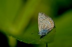 farfalla nel verde