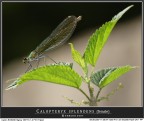 Vi mostro questo splendido esemplare di libellula fotografato ieri mattina (Parco Valle del treja) ad un ora in cui il sole molto alto (luce dura) determina ombre nette, situazione che cerco sempre di sfruttare perch con un sapiente uso della luce flash ed una scelta accurata dello sfondo e del posatoio a mio avviso si ottengone foto oserei dire "magyke". 

Cosa ne pensate?