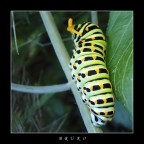 Bruko