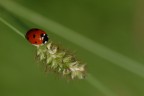 La rossa e la spiga
