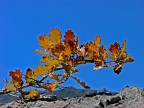 Colori d'autunno
