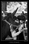 Foto scattata ieri, con la mia 350d e il 28-135 IS.
Sono i primi tentativi di scatto "in giro", improvvisato, ho dovuto cogliere l'attimo, mi devo ancora abituare a scattare prima che la mente elabori ci che l'occhio ha visto =P
Suggerimenti e critiche sempre graditi!