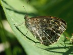 altra farfalla nel verde