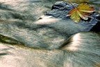 Ciao a tutti...visto l'imminete arrivo dell'autunno (almeno dalle mie parti) vi propongo questa immagine...come sempre gradite critiche e commenti.Grazie.