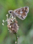 Hesperia Comma