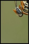 Dettaglio testa Melitaea