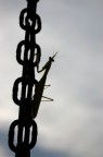 zampina al cielo