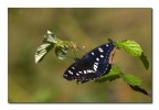 Limenitis reducta m.