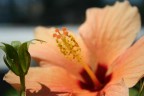 Fiore
