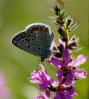 MACRO n 1