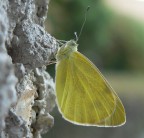 metamorfosi
