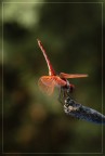 Radio Red Dragon