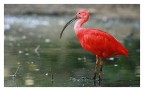 Ibis scarlatto