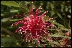 strano fiore....