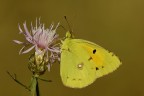 Colias crocea Colias crocea