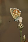 Lycaenidae
