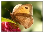 Maniola jurtina