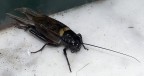 Antifurto o Cicala?