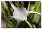 FIORE