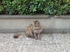 Un gatto insonnolito in un tranquillo pomeriggio invernale.