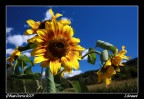 I Girasoli I Girasoli