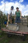 Vendemmia 2007