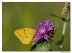 malinconie estive (colias crocea)