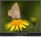 In attesa che sbocci... intanto ne approfitto! In attesa che sbocci... intanto ne approfitto!