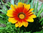 Ho cercato su un libro di piante e fiori ma non ho trovato il nome esatto. Credo che appartenga alla famiglia delle margherite.
By Nikon D80 kit 18-135 mm