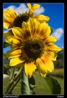 Girasole