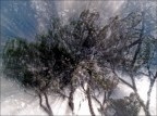 ad Aluccia - pini di mare
