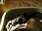 il mio cane