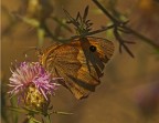 Satyrinae