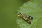Masca scorpione