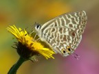Piccola farfalla