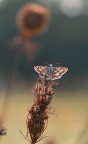 Luce di un girasole sfiorito