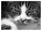 Gatto