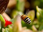 prime macro con Nikon d80 e sigma 105 macro f2,8