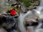 rosa rossa