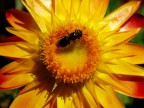 Moscerino nel sole