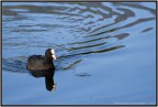Fulica atra