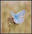 Azzurra