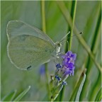 sulla lavanda