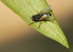 bzzzzzz....bzzzzzzz