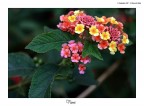Fiori